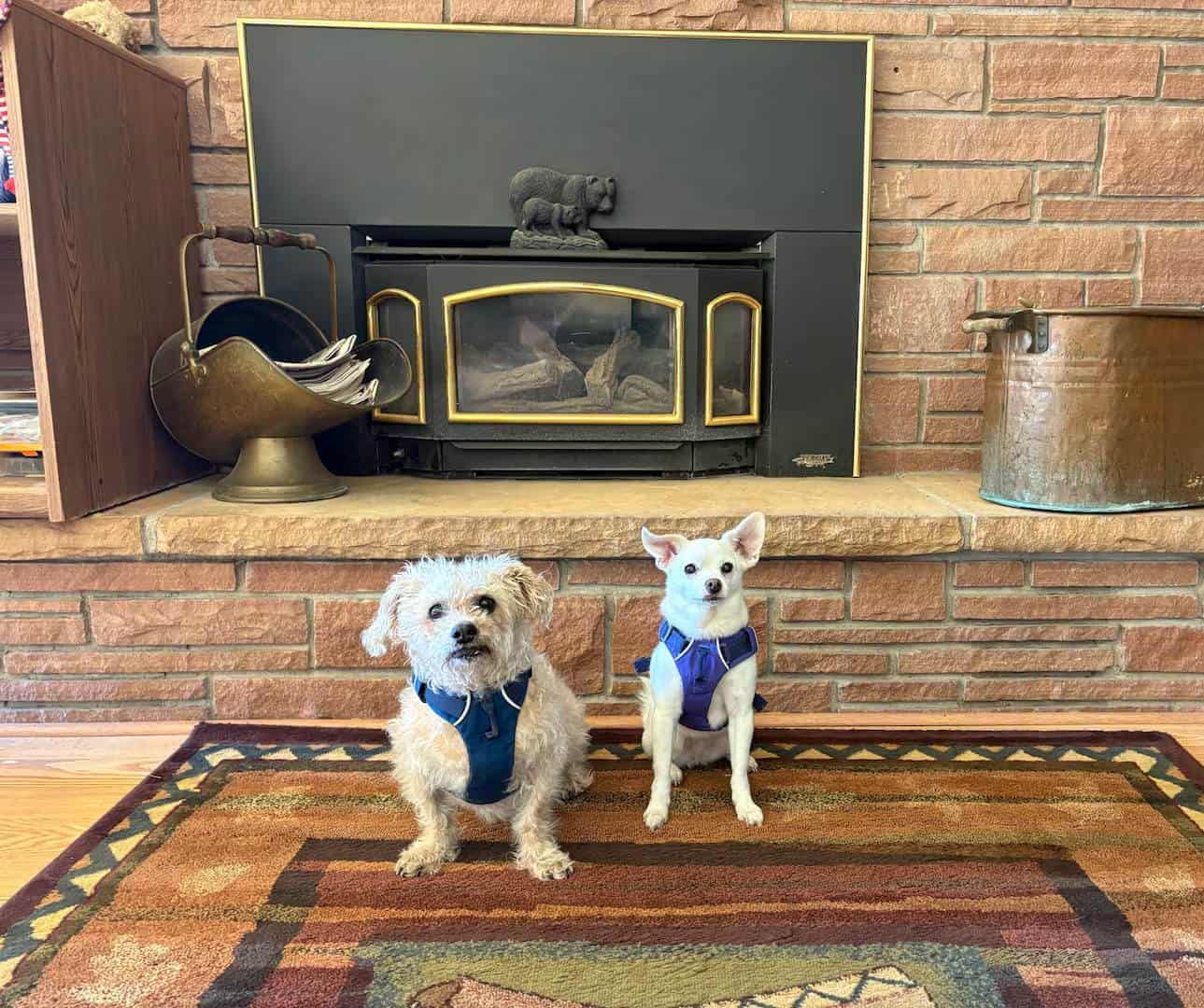 Guest dogs by the fireplace