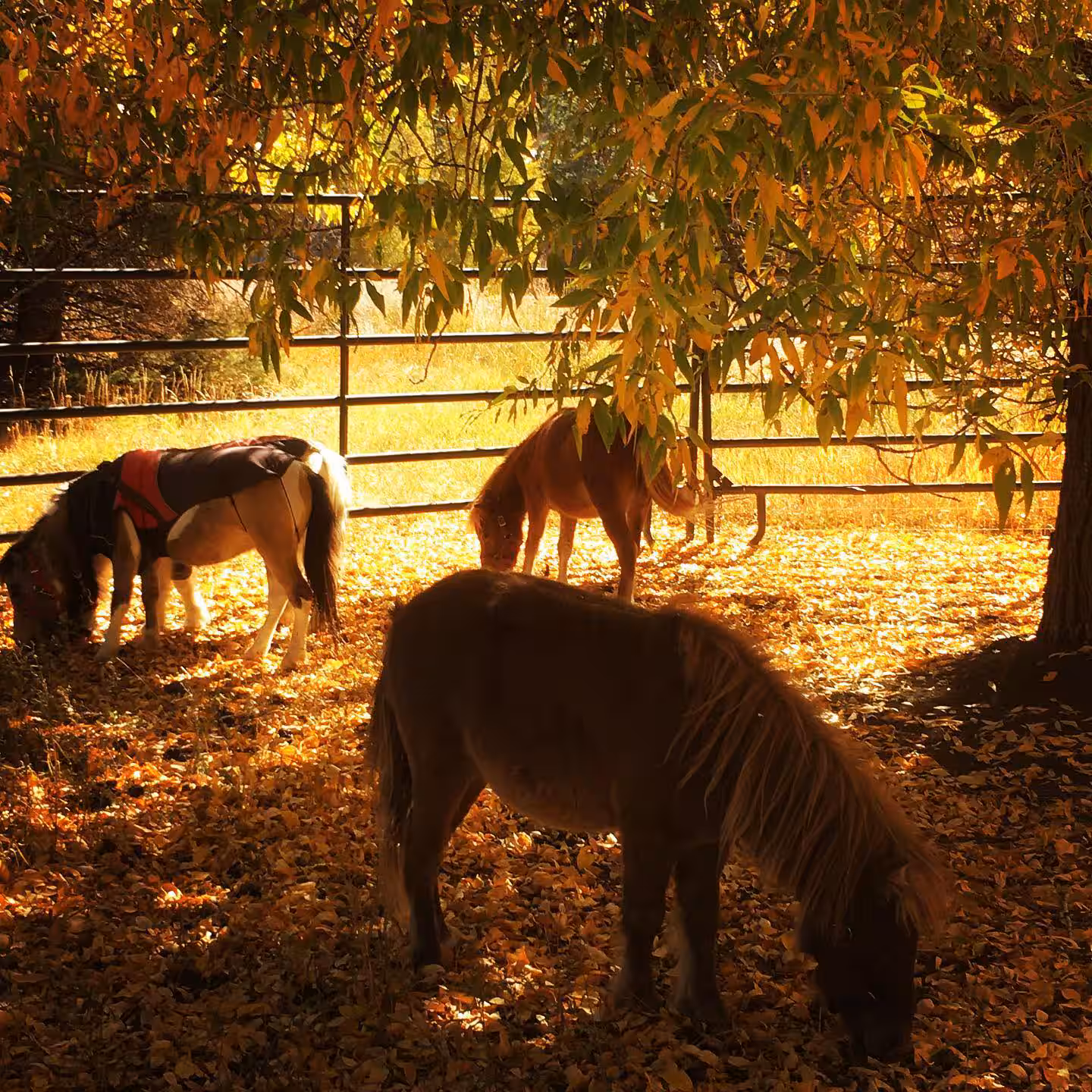 Beautiful Colorado - at the Farm