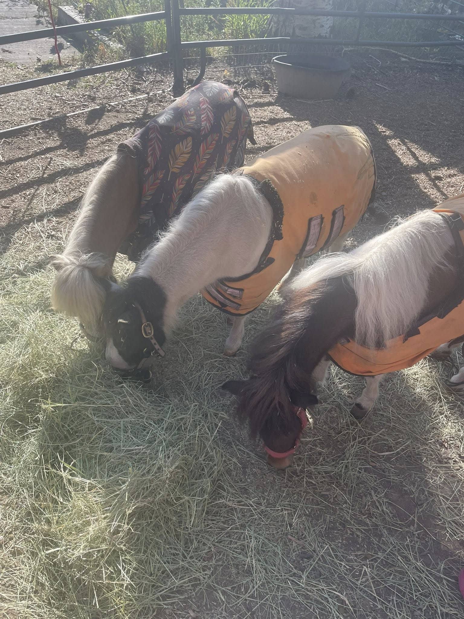 3 Mini Horse Best Friends Sharing a Delicious Meal