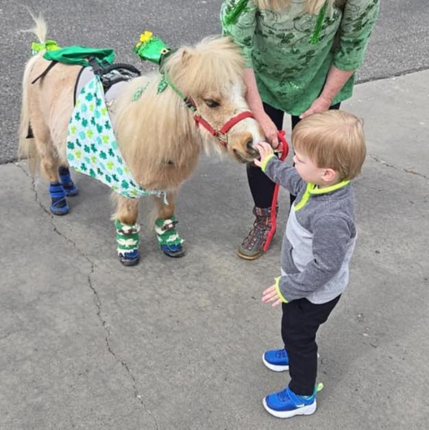 Kids Love the Mini Horses