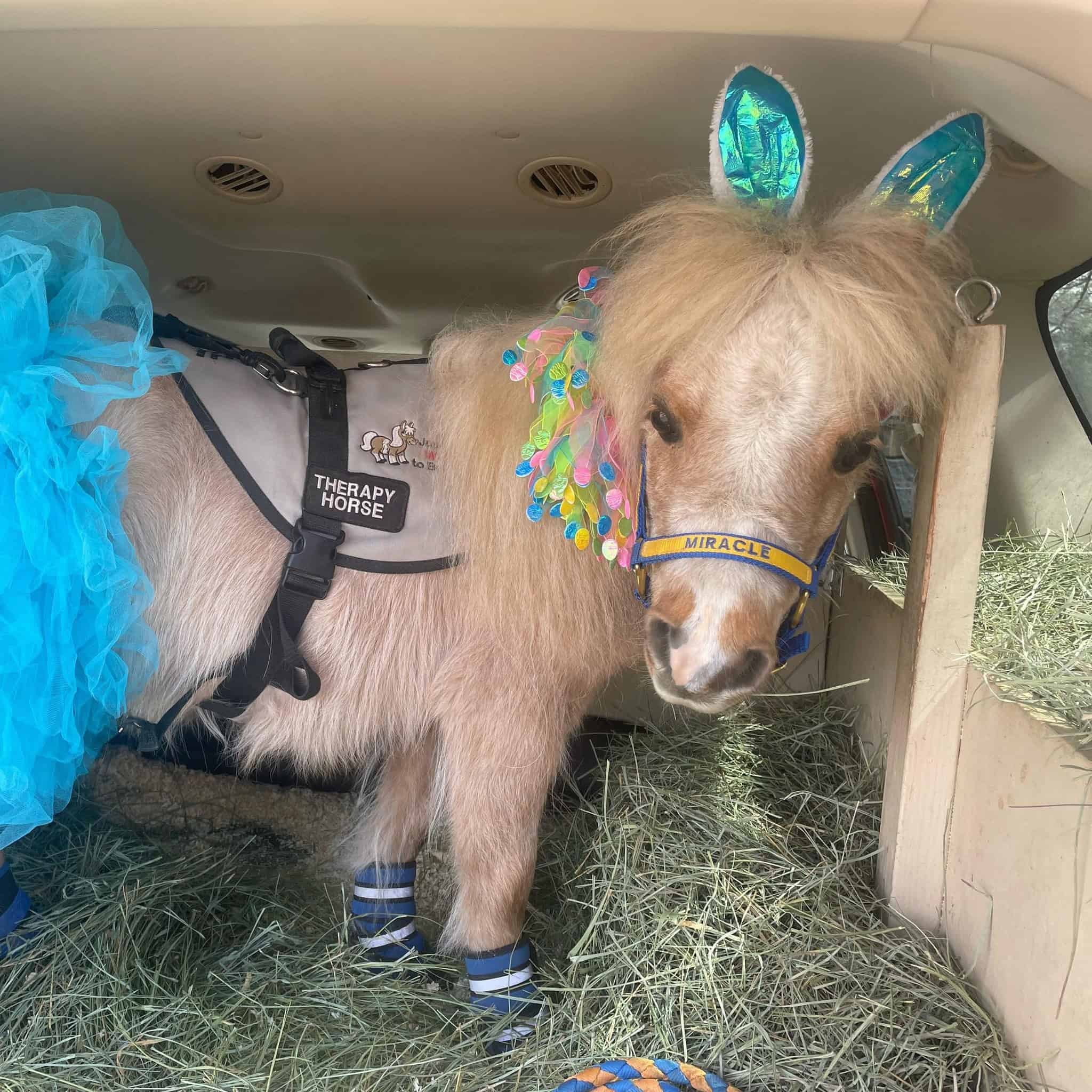 creative-marketing-29 Miracle is ready to go visit folks.