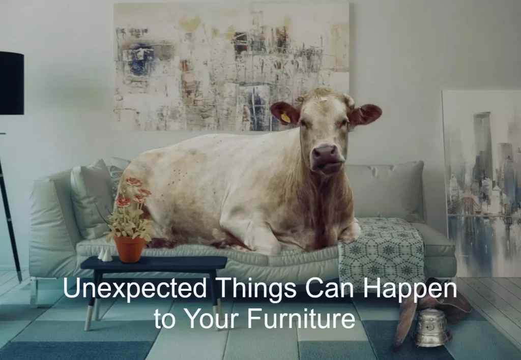 cow on a couch, breaking the couch - Unexpected things can happen to your furniture